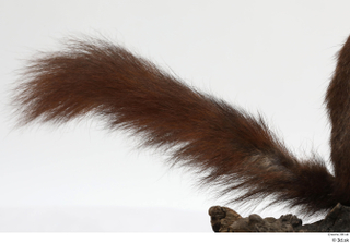 Squirrel  2 tail 0002.jpg